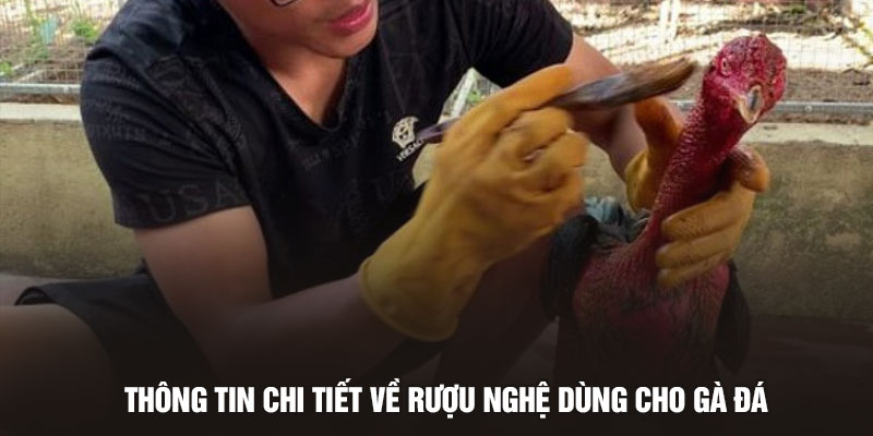 Thông tin chi tiết về cách làm rượu nghệ bóp gà đá