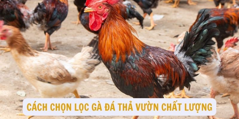 Cách chọn ra những con gà đá tốt nhất